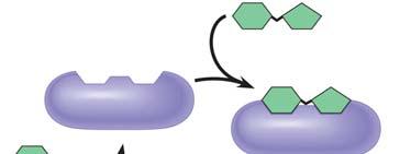 AP Reading Guide Chapter 5: The Structure and Function of Large Biological Molecules 39. Enzymes are an important type of protein.
