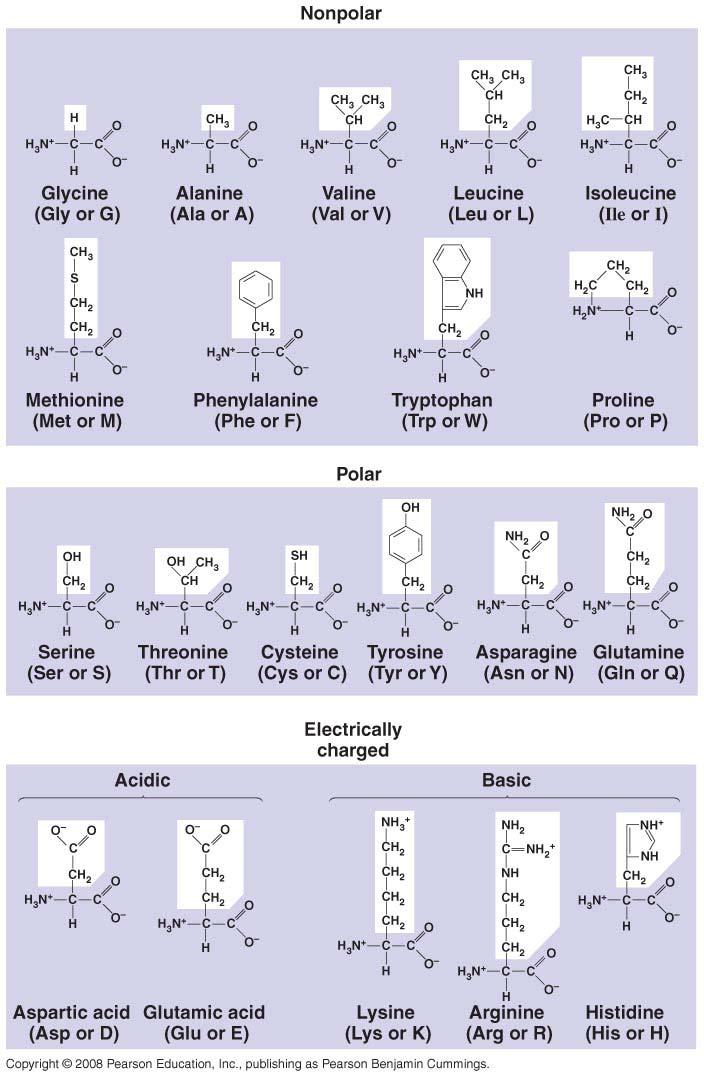 AP Reading Guide Chapter 5: The Structure and Function of Large Biological Molecules