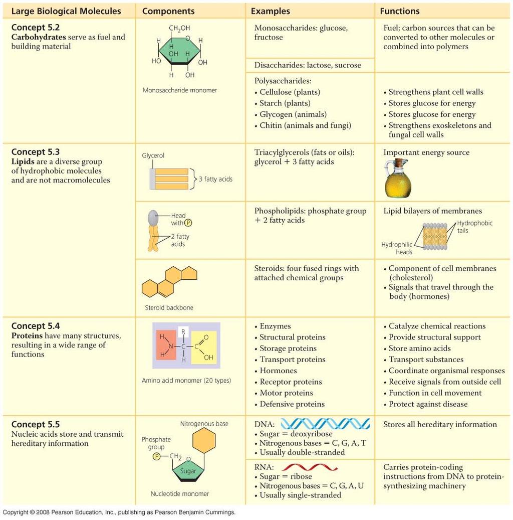 AP Reading Guide Chapter 5: The Structure and Function of Large Biological Molecules This summary table from the Chapter 5 Review