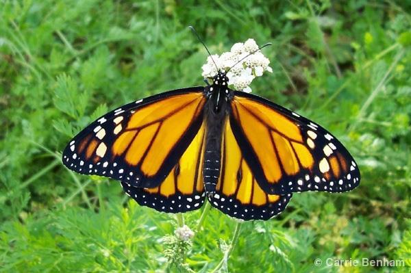 When monarch butterflies visit flowers, they spread the pollen from plant to plant.
