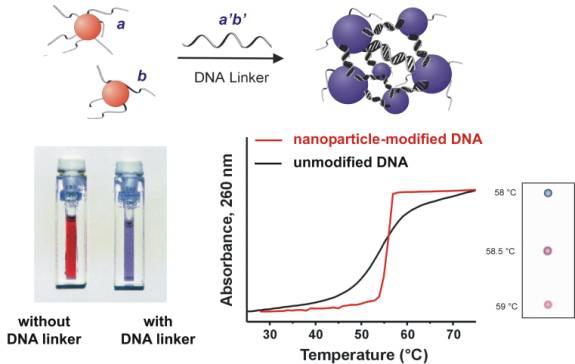 Simple NP-DNA Conjugates Multiple DNA labels per NP. Remarkable spectroscopic changes upon DNA hybridization. Sharper dissociation curve. Unlinked Linked Mirkin, C. A.; Letsinger, R. L.; Mucic, R. C.; Storhoff, J.