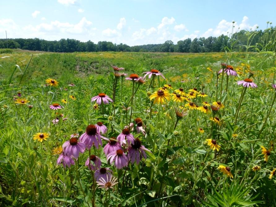 Our Mission is to educate our community about the importance of pollinators through involvement and creation of new habitat throughout Jennings County.