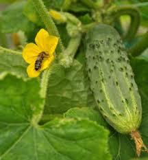 Pollen must move from male to female parts of the flower for the plant to develop seed and reproduce.