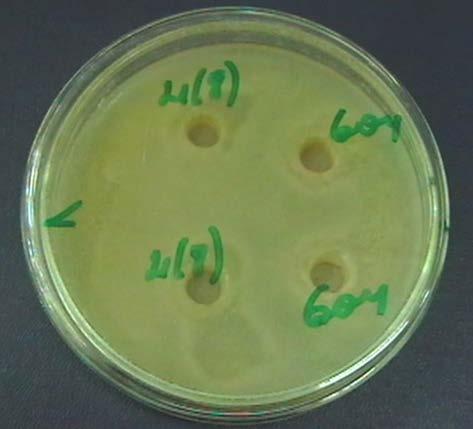 inhibited the growth and development of the fungus F. oxysporum M2, three strains did not have antagonistic effect against this fungus.