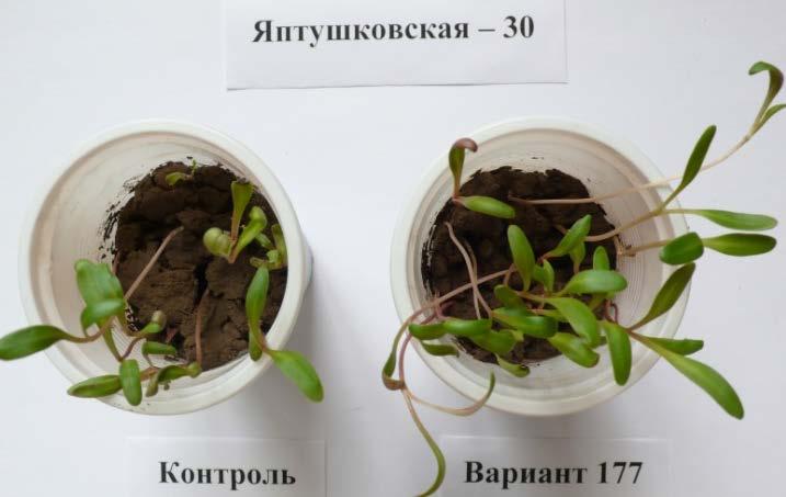 by Fusarium rot. In variants with treatments was performed seeds cellulolytic bacteria damage seedlings were founded. Figure 5.