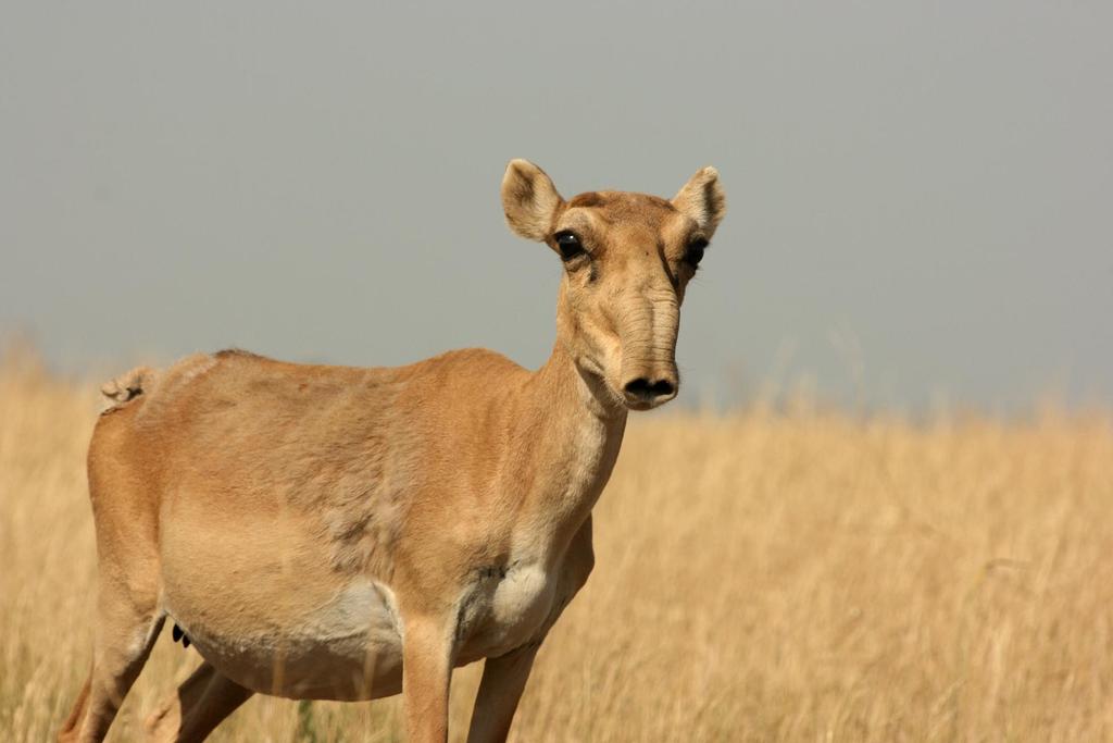 Siaga antelope migration revisited: relationship to recent mass deaths Navinder J Singh 1 and