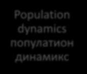 популатион динамикс