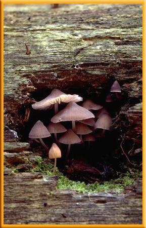 Decomposers Consume waste and dead organisms.