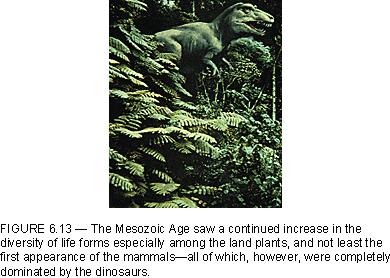 Mesozoic http://www.tufts.
