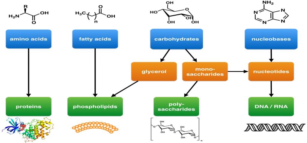 (iii) Berikan contoh-contoh bagi aktiviti biologi asid hidroksi cinnamik (CAs) dalam rajah (1) Provide examples of the biological activity of hydroxy cinnamic acids (CAs) in figure (1).