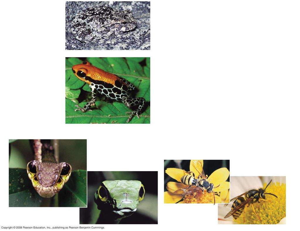 Fig. 54-5 (a) Cryptic coloration Canyon tree frog (b) Aposematic coloration Poison dart frog Cryptic coloration, or camouflage, makes prey difficult to spot Animals with effective chemical defense
