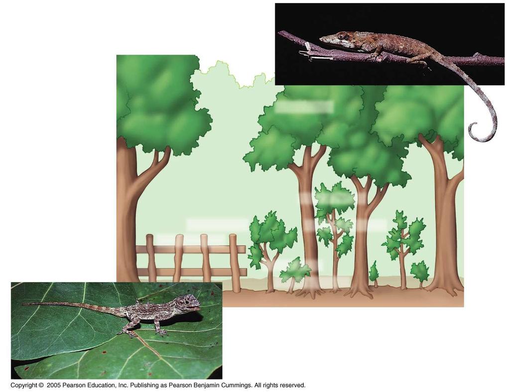 A. insolitus usually perches on shady branches. A. ricordii A. distichus perches on fence posts and other sunny surfaces. A. aliniger A. distichus A.