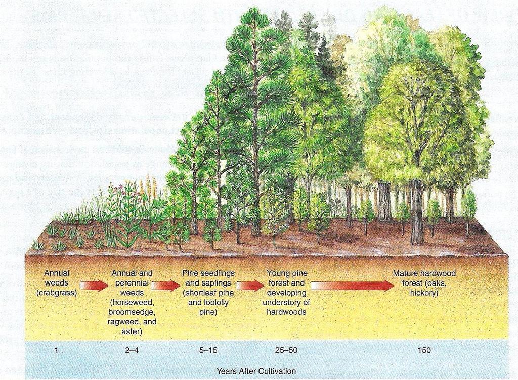 Community Development Secondary Succession The change in species composition that takes