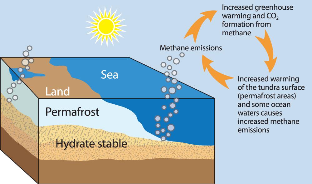 As permafrost thaws, large amounts of carbon/methane are released into the atmosphere. This contributes to global warming, which will subsequently increase permafrost thaw.
