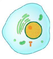 Mrs. Keadle H Science 18 What would happen to an organism if its cells could no longer undergo mitosis?