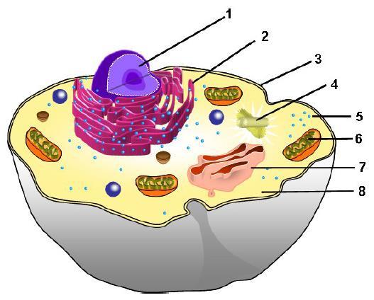 Mrs. Keadle H Science Directions: Use the following diagram to answer the questions on this page. 51 What kind of cell is this? 53 Which cell structure functions like a school principal s office?