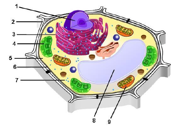 Mrs. Keadle H Science Directions: Use the following diagram to answer the questions on this page. 55 What kind of cell is this?