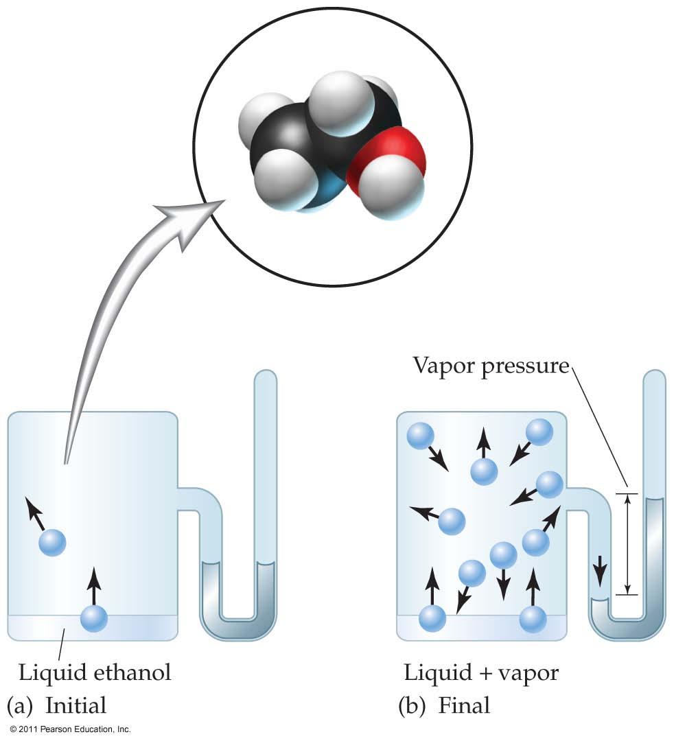 Vapor pressure is the pressure exerted by the gaseous vapor above a liquid when the rates of evaporation and