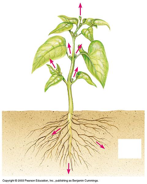 Predict how the distance X (the distance from the ground level to the 2nd node) changes as the bean plant continues to grow. a. As the stem grows thicker, X will become shorter. b. X will grow larger along with the rest of the plant.