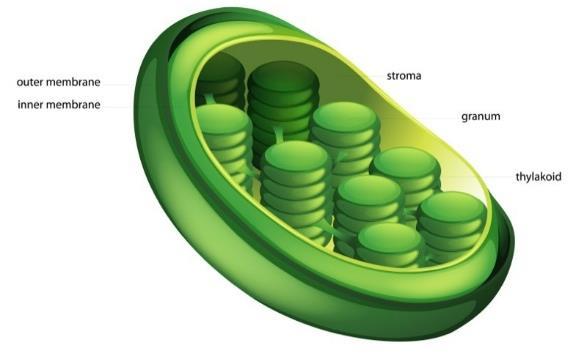 Chloroplast Site of photosynthesis Membrane enclosed organelle,