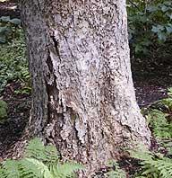 Many trees have thick bark to protect against