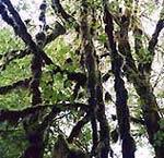 Epiphytes live on other