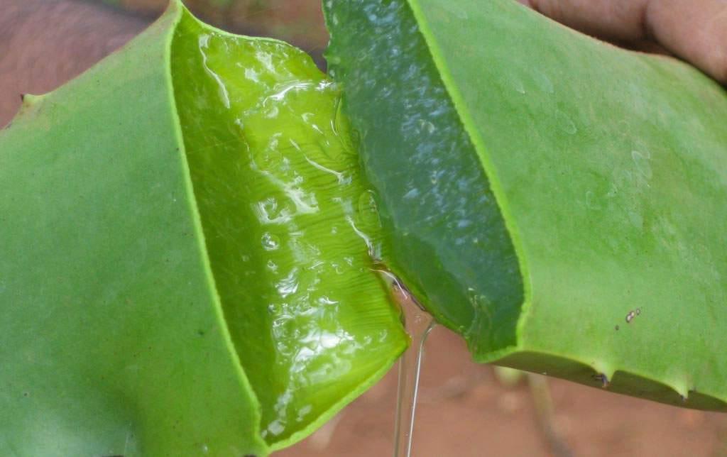 Aloe The waxy surface of the aloe plant acts like