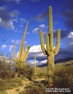 Cactus have very few stomata and may