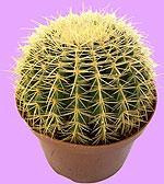 This cactus displays several desert adaptations: it has