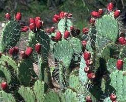 Prickly Pear Cactus Since many desert plants store water in their spongy tissue,