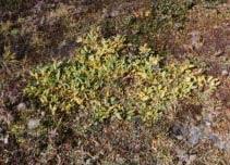 Tundra: This plant grows in