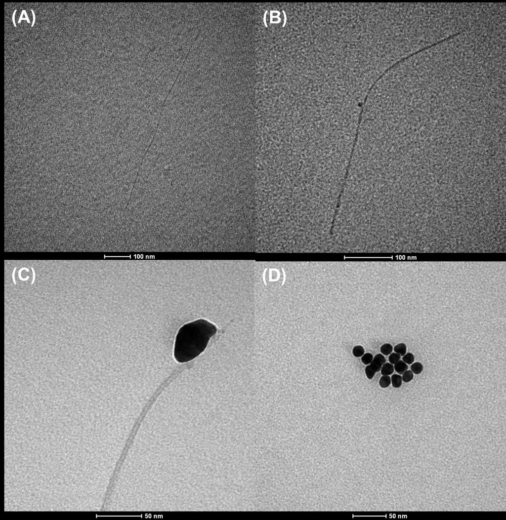 Figure S5. TEM images obtained from Au-SWCNT solution which include (A) SWCNT, (B,C) AuSWCNT, and (D) AuNPs. 1 Li, Y.; Bergman, D.; Zhang, B. Anal. Chem.