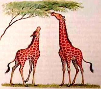 DARWIN S APPLICATION OF NATURAL SELECTION Darwin applied his four principles to why species change over time. 1. A population of giraffes show variation in neck length (short and long). 2.