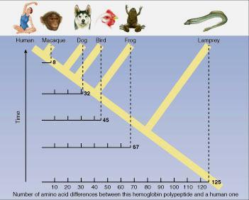 In the cladogram below, the greater the evolutionary distance from humans, the