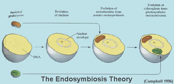 Explain the Endosymbiosis Theory.