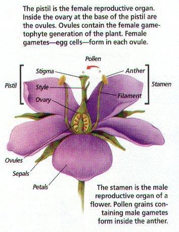 Perfect flowers have both stamens & pistils (rose) Imperfect flowers are either a male or female (pumpkin or melons) Plant Reproduction Pollen is produced by the stamen.