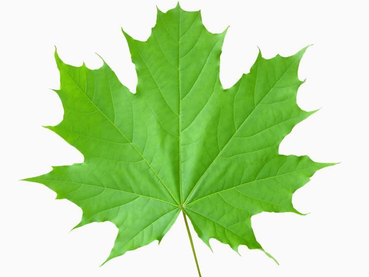 Why are leaves flat?