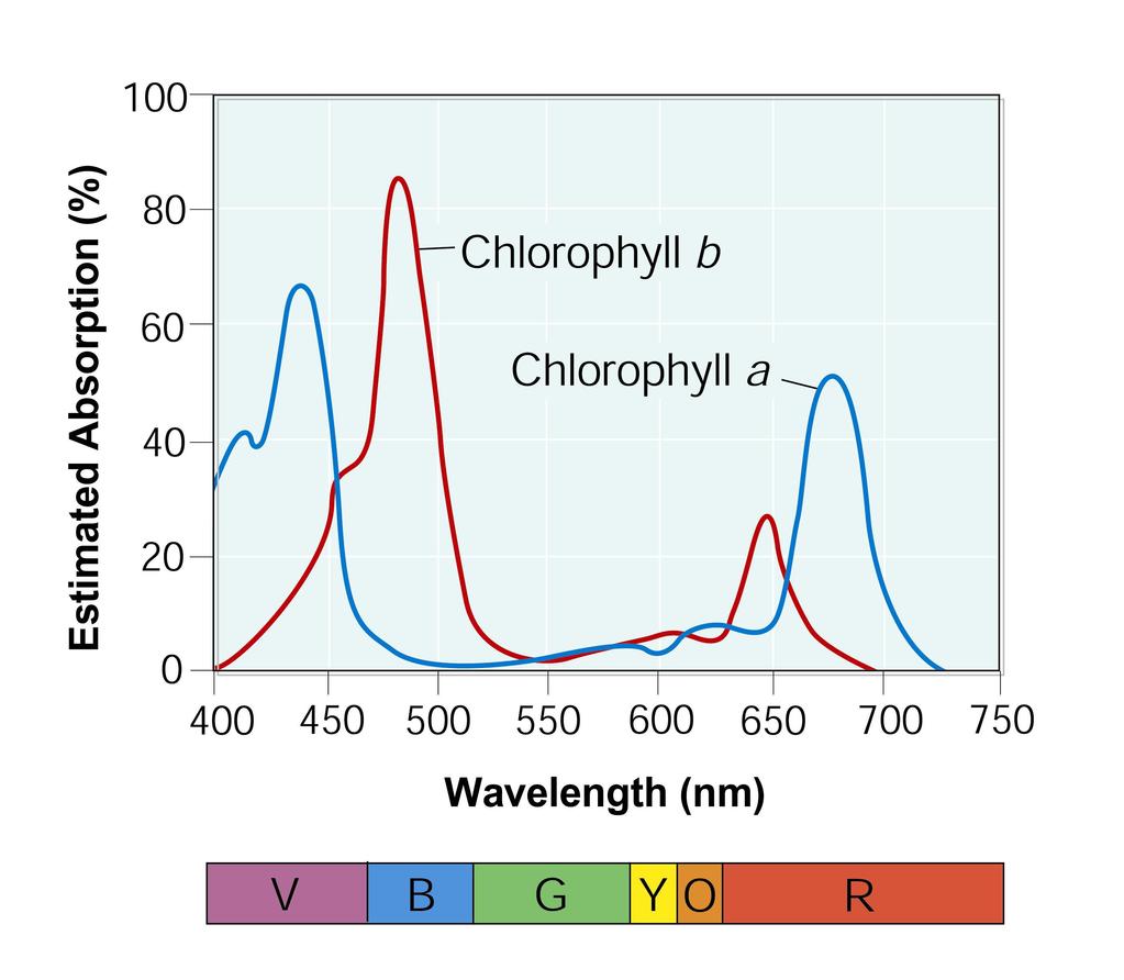 Estimated Absorption (%) Absorption Spectrum 100 80 60 Chlorophyll b Chlorophyll a 40 20 0 (nm) 400 450 Wavelength 500 550 600 650 700 750 Wavelength (nm) Chlorophyll absorbs light well in the and