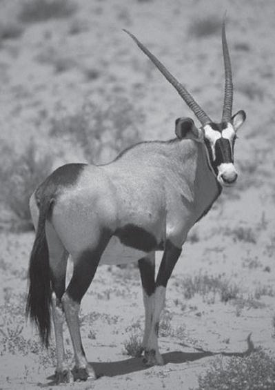 (b) The photograph shows an antelope that lives in a sandy desert. The antelope is prey to large cats such as cheetah.