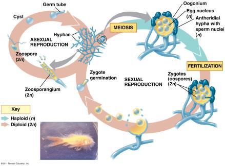Sexual Reproduction 18 Phylum Myxogastrida & Phylum Dictyostelida: