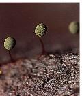 groups Plasmodial Slime Molds (Myxogastrida) Cellular Slime Molds