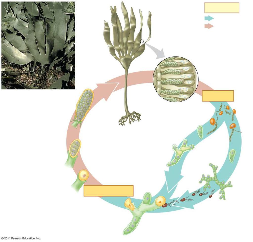 evolved among the multicellular algae The most complex life cycles include an alternation of generations, the alternation of multicellular haploid and diploid forms Heteromorphic generations are