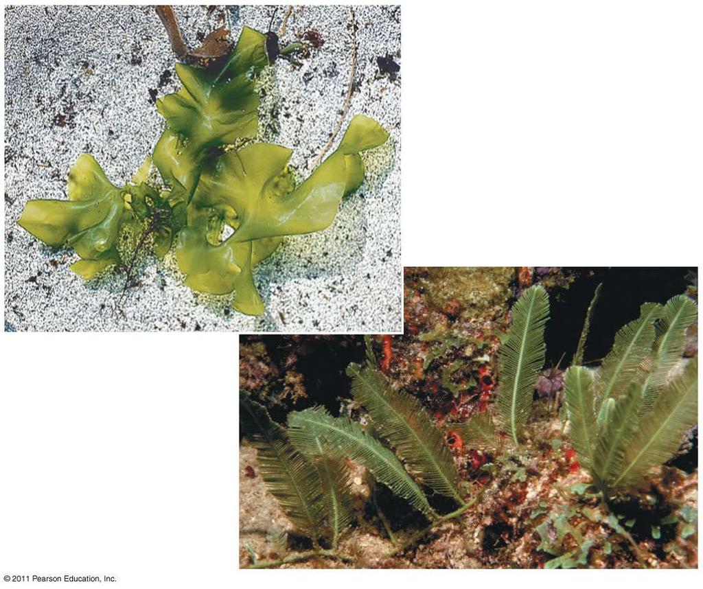 Figure 28.21 2 cm (a) Ulva, or sea lettuce Larger size and greater complexity evolved in chlorophytes by 1. The formation of colonies from individual cells 2.