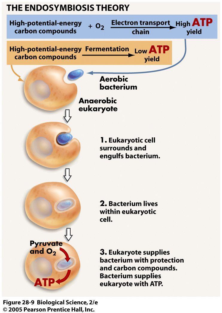 Endosymbiosis 3 Mitochondria