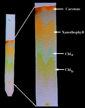 Examples of Chromatography Liquid Chromatography Used to identify unknown plant pigments & other compounds.