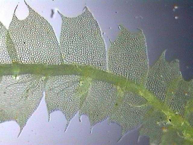 Leafy liverworts 4000