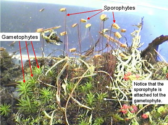 Bryophytes.