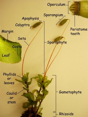 Sporophyte of bryophytes.