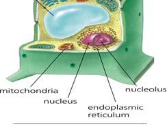 Mitochondrion Powerhouse of the cell where organic molecules (usually carbohydrates) are broken down inside a double membrane to release and transfer energy Centrosome Organelle located near the