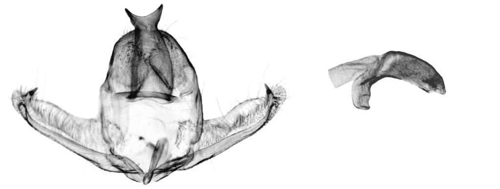 Acleris kerincina Razowski, sp. n., holotype.